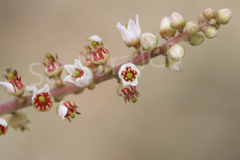 Boswellia serrata